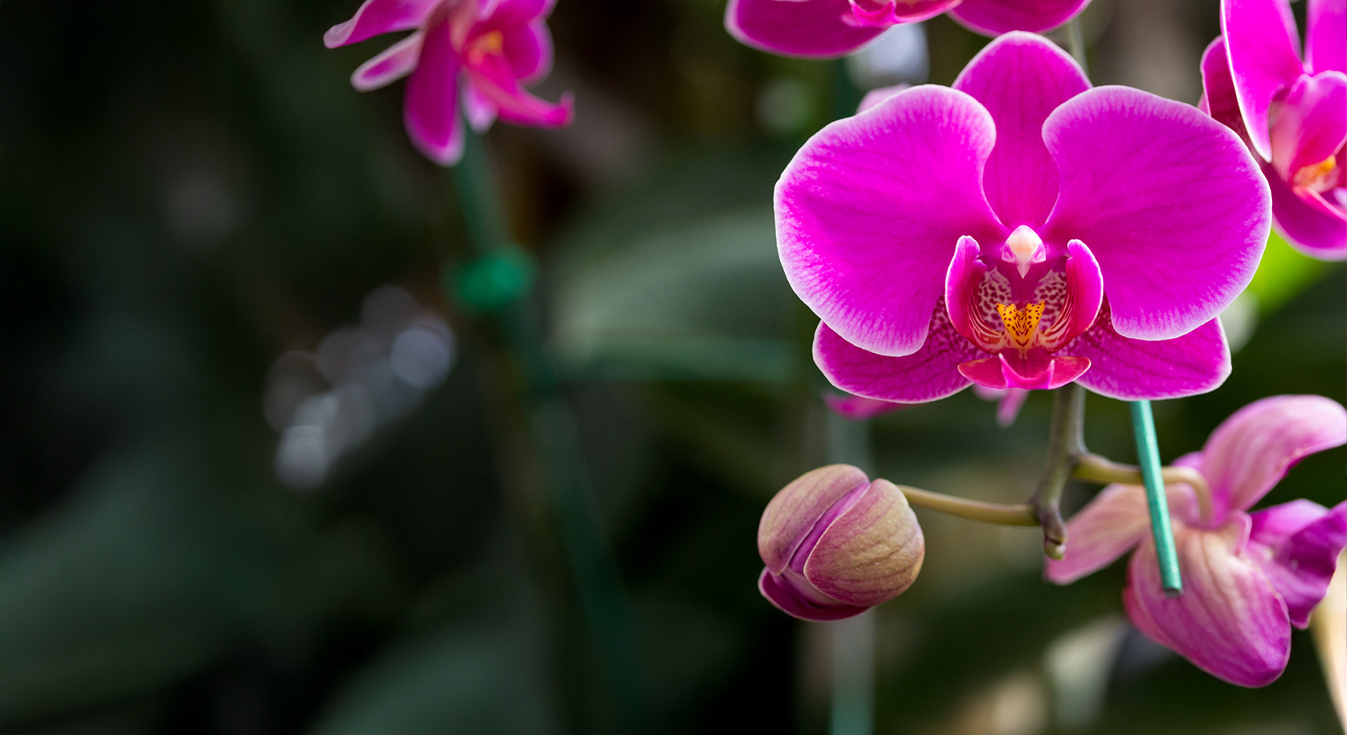 Image Slider